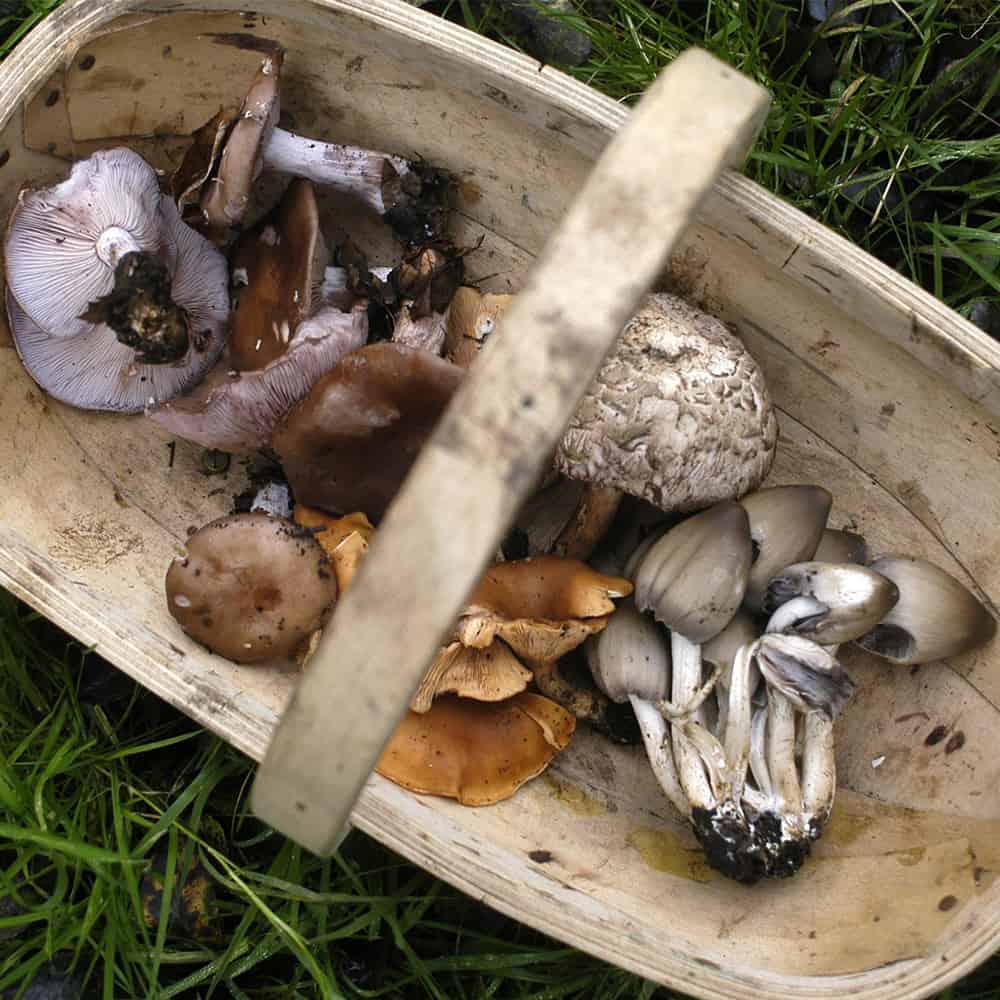 Picking mushrooms. Грибы в Карелии 2023. Карельские грибы. Грибные места в Карелии. Грибы в Карелии 2023 сейчас.
