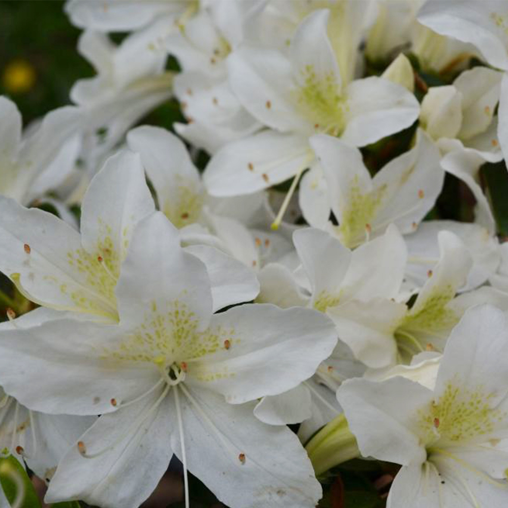 Азалия Palestrina. Фото: Royal Parks