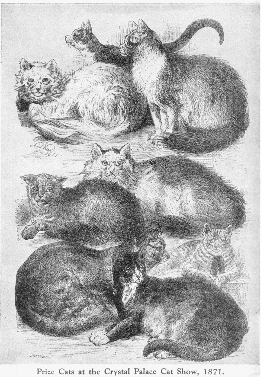 Выставка кошек в Хрустальном дворце, 1871 год