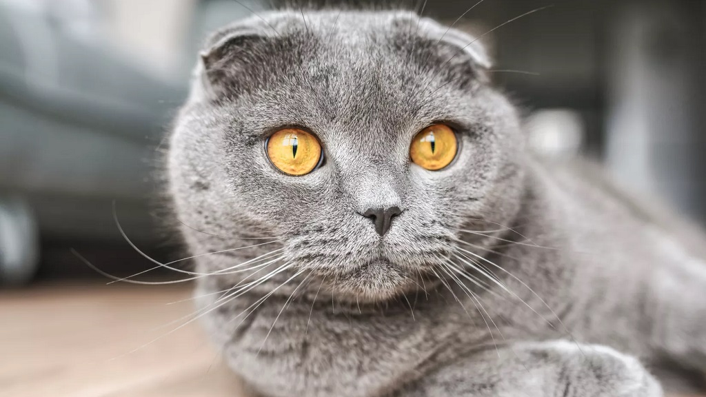 Британская вислоухая кошка: особенности, характер, уход